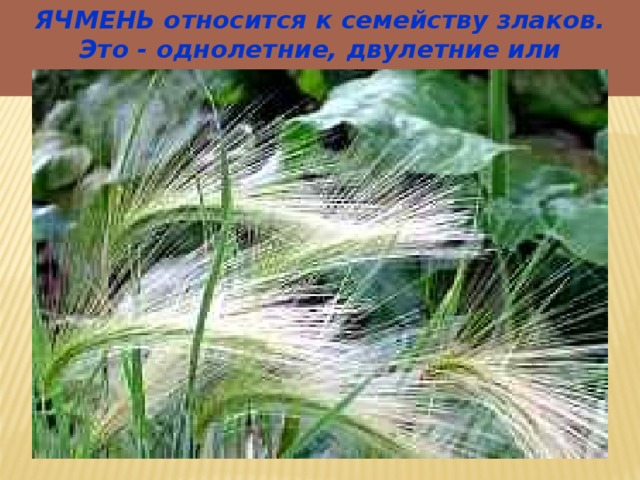 ЯЧМЕНЬ относится к семейству злаков. Это - однолетние, двулетние или многолетние травы. 
