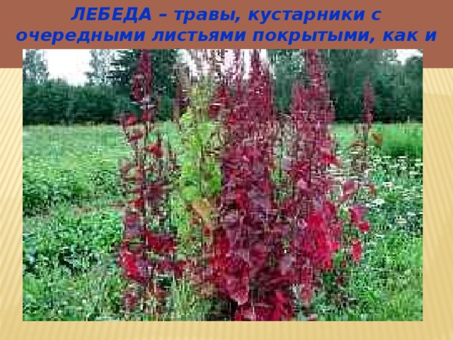 ЛЕБЕДА – травы, кустарники с очередными листьями покрытыми, как и стебли, налетом. 