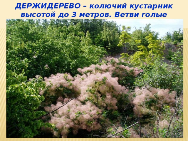 ДЕРЖИДЕРЕВО – колючий кустарник высотой до 3 метров. Ветви голые красноватые. 