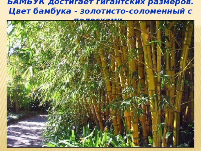 БАМБУК достигает гигантских размеров. Цвет бамбука - золотисто-соломенный с полосками.  