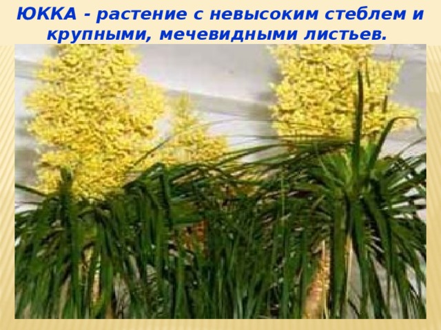 ЮККА - растение с невысоким стеблем и крупными, мечевидными листьев. 