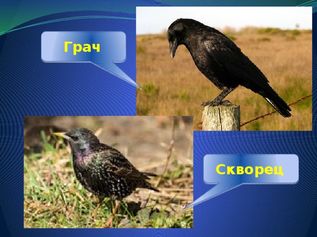  Грач  Скворец  