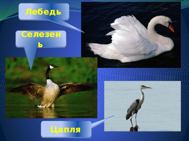 Лебедь  Селезень  Цапля  
