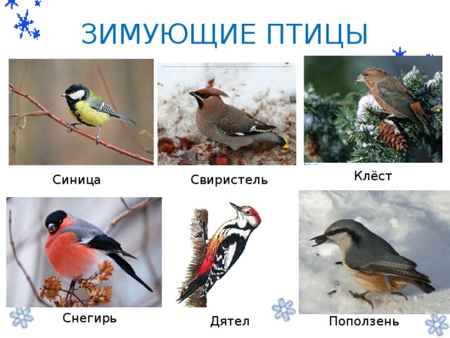 ЗИМУЮЩИЕ ПТИЦЫ         -   Клёст Синица Свиристель  Снегирь Поползень  Дятел 