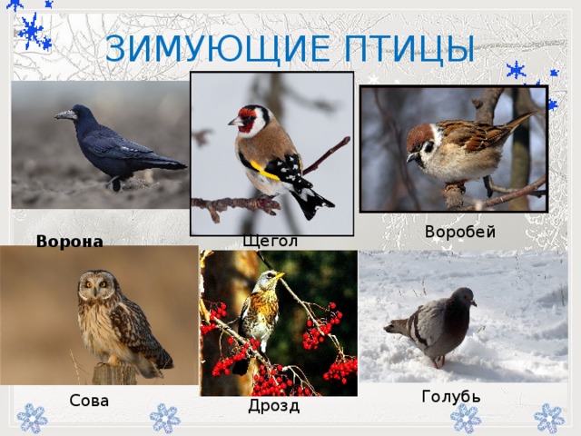 ЗИМУЮЩИЕ ПТИЦЫ         -    Ворона Воробей  Щегол  Голубь  Сова  Дрозд  