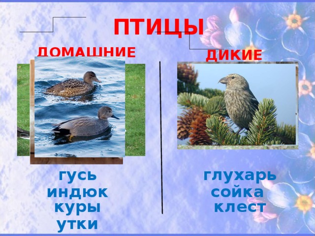 ПТИЦЫ ДОМАШНИЕ ДИКИЕ  гусь глухарь  сойка индюк   клест куры   утки  