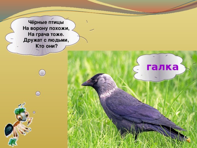 Чёрные птицы  На ворону похожи,  На грача тоже.  Дружат с людьми,  Кто они?  галка 