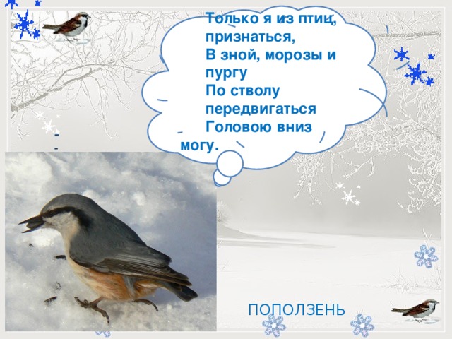  Только я из птиц,  признаться,  В зной, морозы и  пургу  По стволу  передвигаться  Головою вниз могу.          -   ПОПОЛЗЕНЬ 