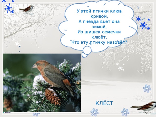 У этой птички клюв кривой,  А гнёзда вьёт она зимой,  Из шишек семечки клюёт,  Кто эту птичку назовёт?           -    КЛЁСТ 