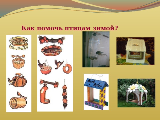   Как помочь птицам зимой?   