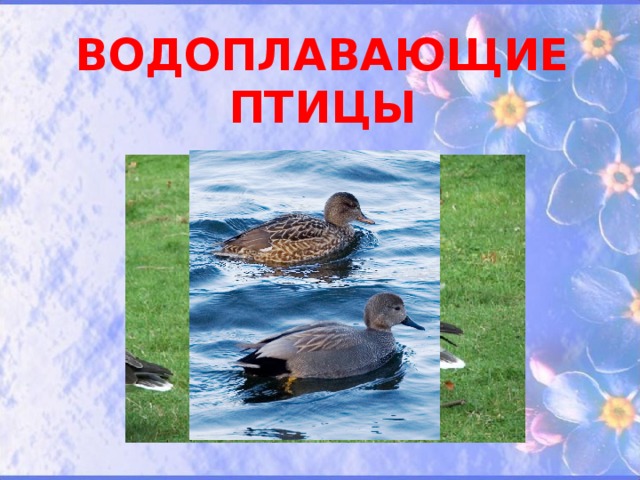  ВОДОПЛАВАЮЩИЕ ПТИЦЫ 