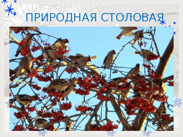  ПРИРОДНАЯ СТОЛОВАЯ         -   