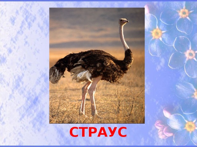СТРАУС 