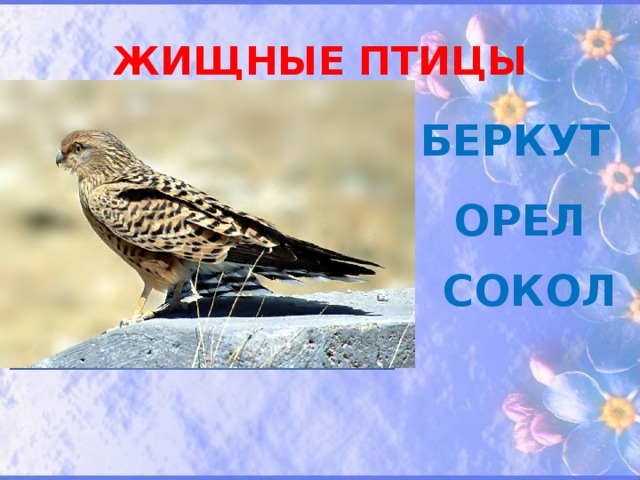 ЖИЩНЫЕ ПТИЦЫ БЕРКУТ ОРЕЛ СОКОЛ 