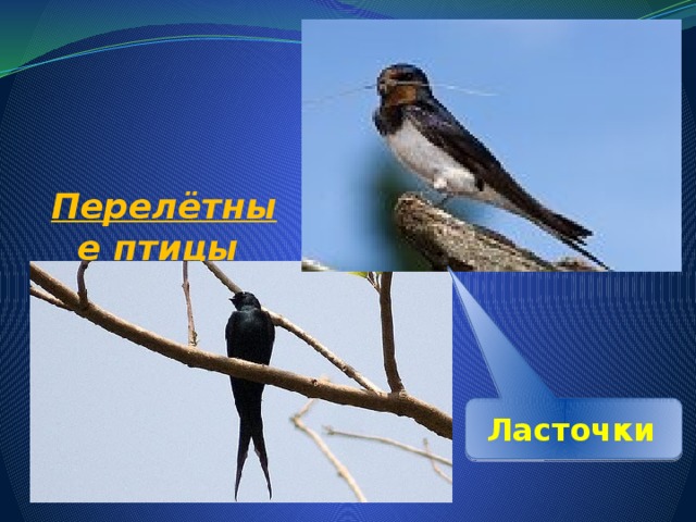  Перелётные птицы Ласточки  