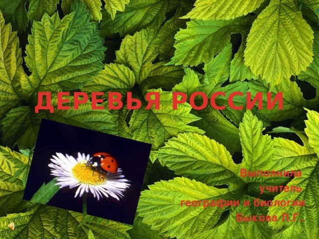 ДЕРЕВЬЯ РОССИИ Выполнила учитель географии и биологии Быкова Л.Г.. 