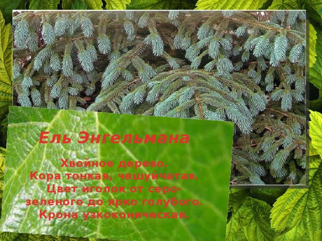 Ель Энгельмана  Хвойное дерево. Кора тонкая, чешуйчатая. Цвет иголок от серо-зеленого до ярко голубого. Крона узкоконическая.  
