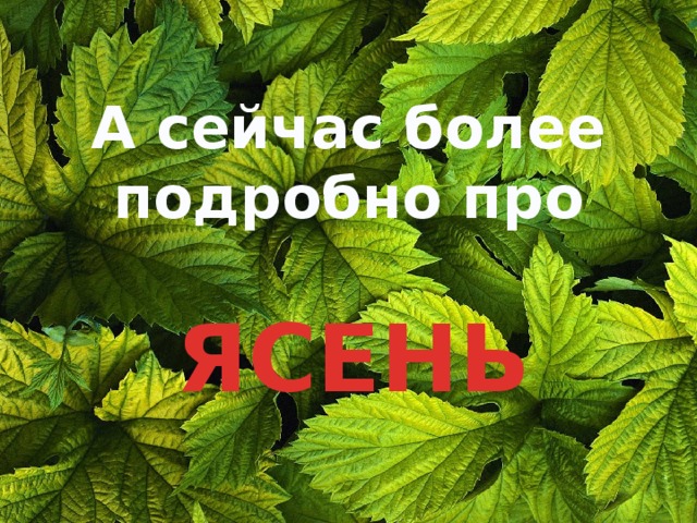 А сейчас более подробно про ЯСЕНЬ 