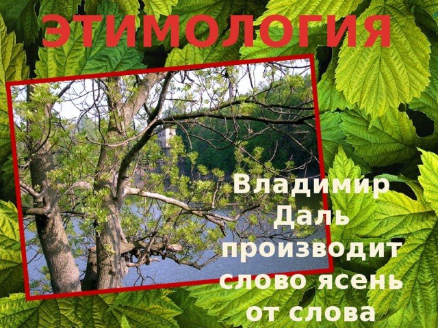 ЭТИМОЛОГИЯ Владимир Даль производит слово ясень от слова ясный, светлый. 