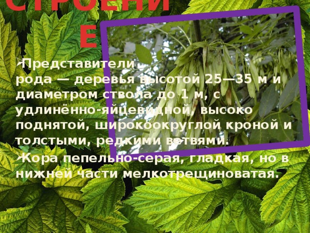 СТРОЕНИЕ Представители рода — деревья высотой 25—35 м и диаметром ствола до 1 м, с удлинённо-яйцевидной, высоко поднятой, широкоокруглой кроной и толстыми, редкими ветвями. Кора пепельно-серая, гладкая, но в нижней части мелкотрещиноватая. 
