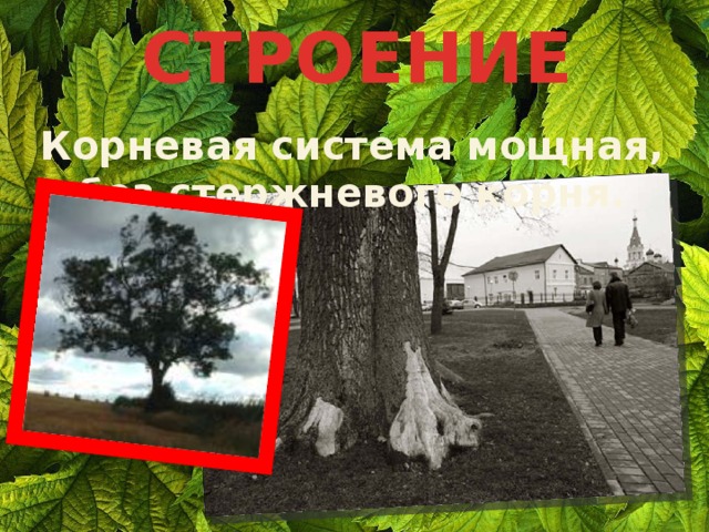 СТРОЕНИЕ Корневая система мощная, без стержневого корня. 