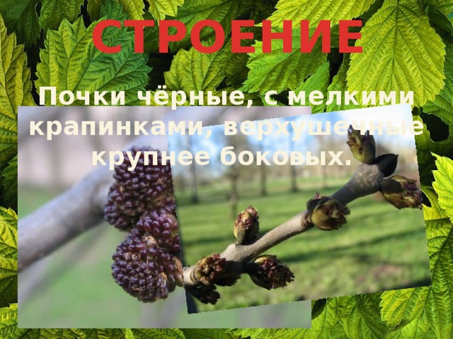 СТРОЕНИЕ Почки чёрные, с мелкими крапинками, верхушечные крупнее боковых. 