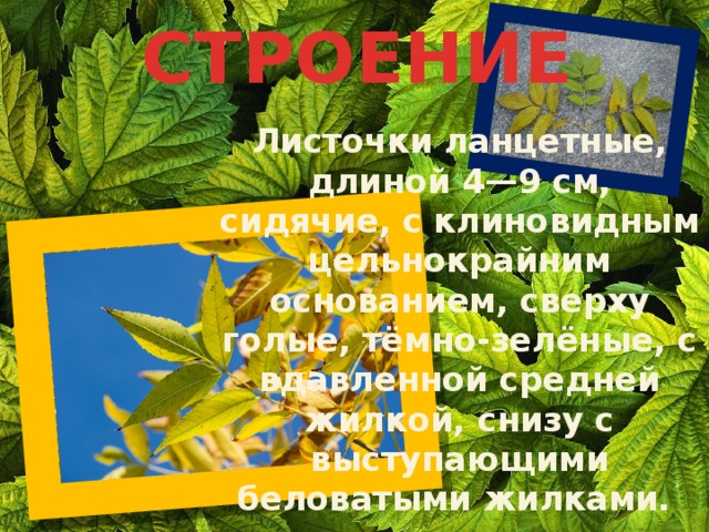 СТРОЕНИЕ Листочки ланцетные, длиной 4—9 см, сидячие, с клиновидным цельнокрайним основанием, сверху голые, тёмно-зелёные, с вдавленной средней жилкой, снизу с выступающими беловатыми жилками. 