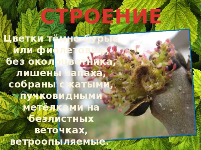 СТРОЕНИЕ Цветки тёмно-бурые или фиолетовые, без околоцветника, лишены запаха, собраны сжатыми, пучковидными метёлками на безлистных веточках, ветроопыляемые. 