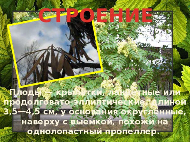 СТРОЕНИЕ Плоды — крылатки, ланцетные или продолговато-эллиптические, длиной 3,5—4,5 см, у основания округлённые, наверху с выемкой, похожи на однолопастный пропеллер. 
