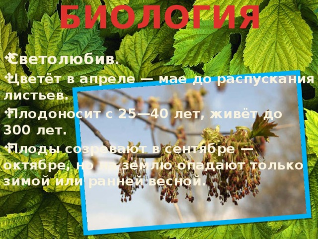 БИОЛОГИЯ Светолюбив. Цветёт в апреле — мае до распускания листьев. Плодоносит с 25—40 лет, живёт до 300 лет. Плоды созревают в сентябре — октябре, но на землю опадают только зимой или ранней весной. 
