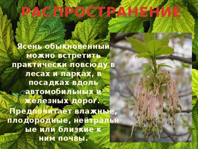 РАСПРОСТРАНЕНИЕ Ясень обыкновенный можно встретить практически повсюду в лесах и парках, в посадках вдоль автомобильных и железных дорог. Предпочитает влажные, плодородные, нейтральные или близкие к ним почвы. 