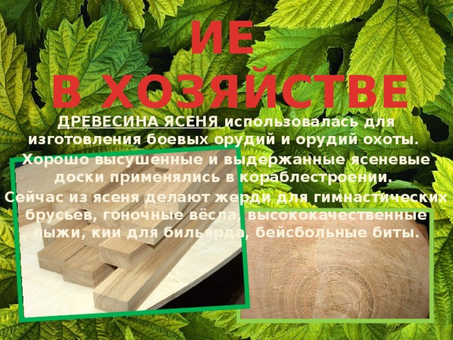 ИСПОЛЬЗОВАНИЕ  В ХОЗЯЙСТВЕ ДРЕВЕСИНА ЯСЕНЯ использовалась для изготовления боевых орудий и орудий охоты. Хорошо высушенные и выдержанные ясеневые доски применялись в кораблестроении. Сейчас из ясеня делают жерди для гимнастических брусьев, гоночные вёсла, высококачественные лыжи, кии для бильярда, бейсбольные биты. 