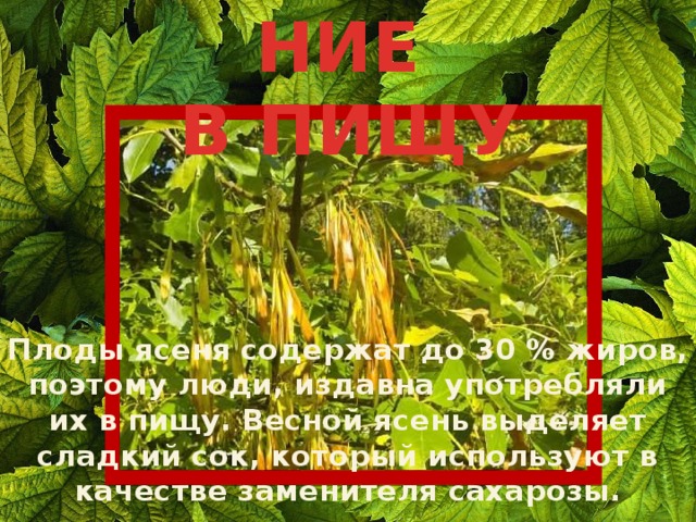 ИСПОЛЬЗОВАНИЕ  В ПИЩУ Плоды ясеня содержат до 30 % жиров, поэтому люди, издавна употребляли их в пищу. Весной ясень выделяет сладкий сок, который используют в качестве заменителя сахарозы. 