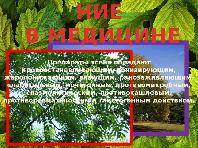 ИСПОЛЬЗОВАНИЕ  В МЕДИЦИНЕ Препараты ясеня обладают кровоостанавливающим, тонизирующим, жаропонижающим, вяжущим, ранозаживляющим, слабительным, мочегонным, противомикробным, спазмолитическим, противокашлевым, противоревматическим и глистогонным действием. 