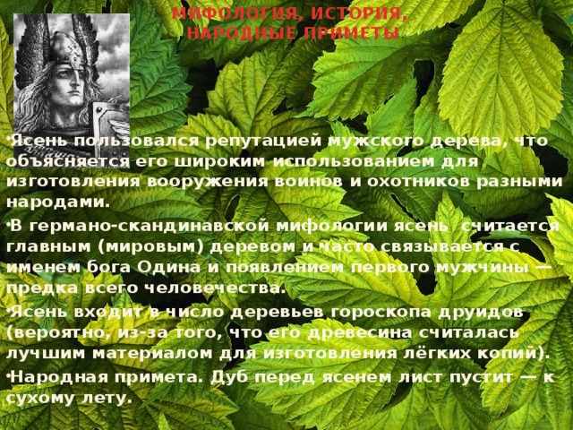 МИФОЛОГИЯ, ИСТОРИЯ,  НАРОДНЫЕ ПРИМЕТЫ Ясень пользовался репутацией мужского дерева, что объясняется его широким использованием для изготовления вооружения воинов и охотников разными народами. В германо-скандинавской мифологии ясень  считается главным (мировым) деревом и часто связывается с именем бога Одина и появлением первого мужчины — предка всего человечества. Ясень входит в число деревьев гороскопа друидов (вероятно, из-за того, что его древесина считалась лучшим материалом для изготовления лёгких копий). Народная примета. Дуб перед ясенем лист пустит — к сухому лету.  