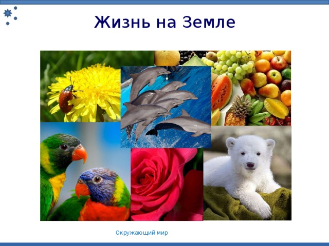 Жизнь на Земле Окружающий мир 