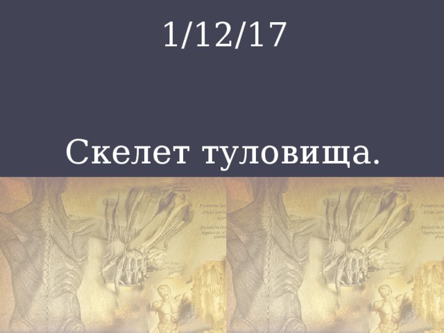 1/12/17 Скелет туловища. 