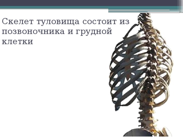 Скелет туловища состоит из позвоночника и грудной клетки 