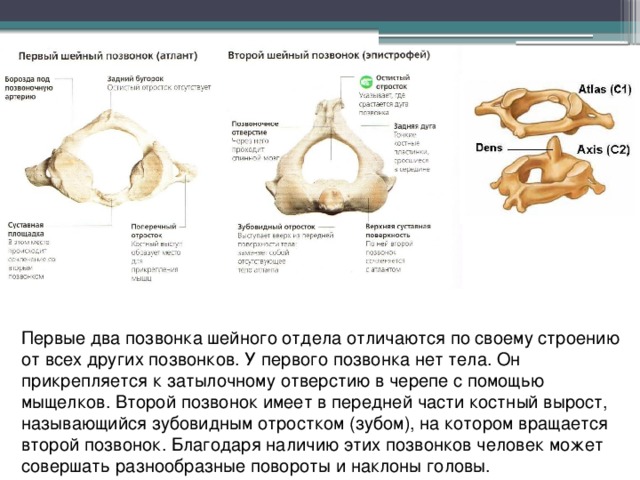 Первые два позвонка шейного отдела отличаются по своему строению от всех других позвонков. У первого позвонка нет тела. Он прикрепляется к затылочному отверстию в черепе с помощью мыщелков. Второй позвонок имеет в передней части костный вырост, называющийся зубовидным отростком (зубом), на котором вращается второй позвонок. Благодаря наличию этих позвонков человек может совершать разнообразные повороты и наклоны головы. 