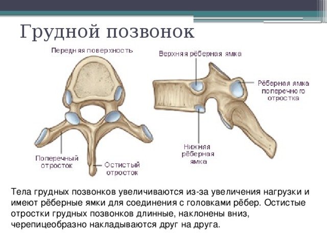 Грудной позвонок Тела грудных позвонков увеличиваются из-за увеличения нагрузки и имеют рёберные ямки для соединения с головками рёбер. Остистые отростки грудных позвонков длинные, наклонены вниз, черепицеобразно накладываются друг на друга. 