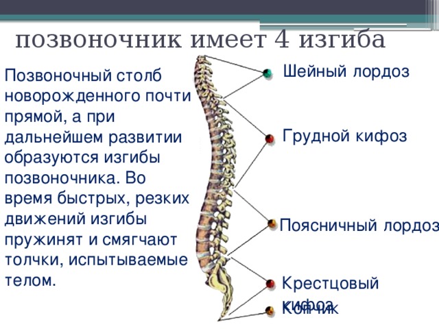 позвоночник имеет 4 изгиба Шейный  лордоз Позвоночный столб новорожденного почти прямой, а при дальнейшем развитии образуются изгибы позвоночника. Во время быстрых, резких движений изгибы пружинят и смягчают толчки, испытываемые телом.  Грудной  кифоз Поясничный  лордоз Крестцовый  кифоз Копчик 
