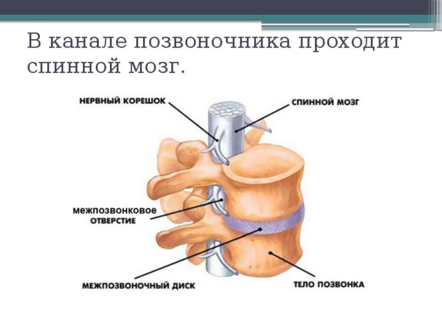 В канале позвоночника проходит спинной мозг. 