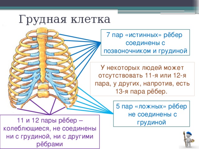 Грудная клетка 7 пар «истинных» рёбер соединены с позвоночником и грудиной У некоторых людей может отсутствовать 11-я или 12-я пара, у других, напротив, есть 13-я пара рёбер. 5 пар «ложных» рёбер не соединены с грудиной 11 и 12 пары рёбер – колеблющиеся, не соединены ни с грудиной, ни с другими рёбрами 