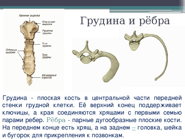 Грудина и рёбра Грудина - плоская кость в центральной части передней стенки грудной клетки. Её верхний конец поддерживает ключицы, а края соединяются хрящами с первыми семью парами ребер. Рёбра - парные дугообразные плоские кости. На переднем конце есть хрящ, а на заднем – головка, шейка и бугорок для прикрепления к позвонкам. 