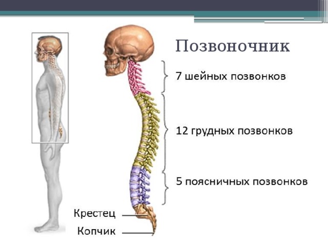 Позвоночник 