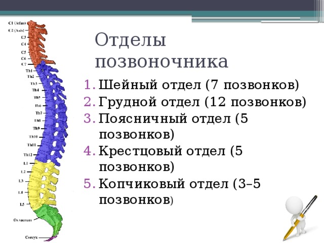Отделы позвоночника Шейный отдел (7 позвонков) Грудной отдел (12 позвонков) Поясничный отдел (5 позвонков) Крестцовый отдел (5 позвонков) Копчиковый отдел (3–5 позвонков ) 