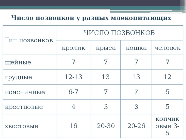 Число позвонков у разных млекопитающих Тип позвонков ЧИСЛО ПОЗВОНКОВ шейные кролик грудные 7 крыса кошка поясничные 7 12-13 человек 7 13 6-7 крестцовые 7 13 7 4 хвостовые 12 7 3 16 5 3 20-30 5 20-26 копчиковые 3-5 