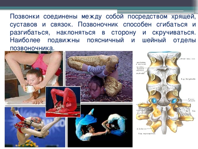  Позвонки соединены между собой посредством хрящей, суставов и связок. Позвоночник способен сгибаться и разгибаться, наклоняться в сторону и скручиваться. Наиболее подвижны поясничный и шейный отделы позвоночника. 