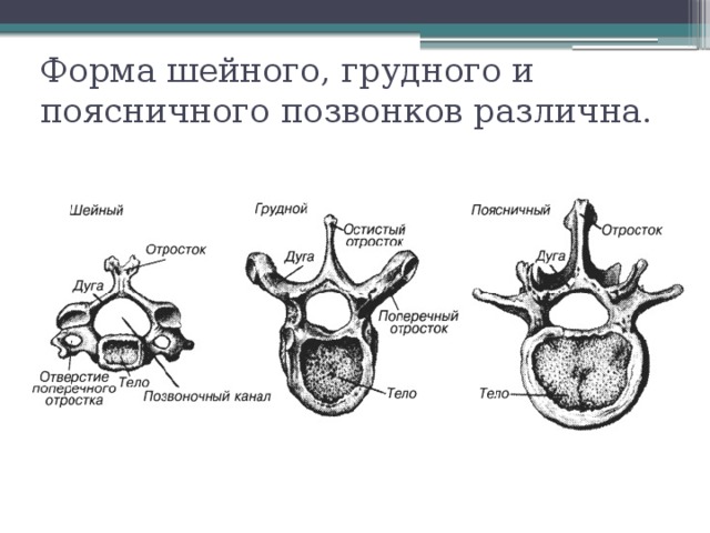 Форма шейного, грудного и поясничного позвонков различна. 