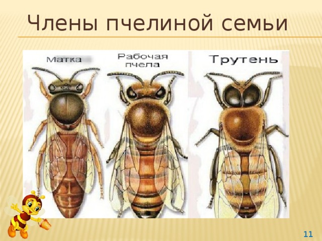 Члены пчелиной семьи  